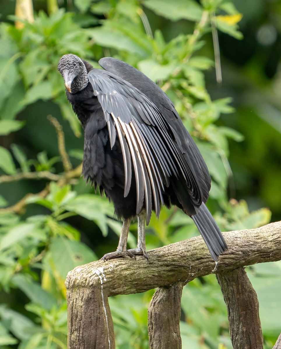 Black Vulture - ML609272430