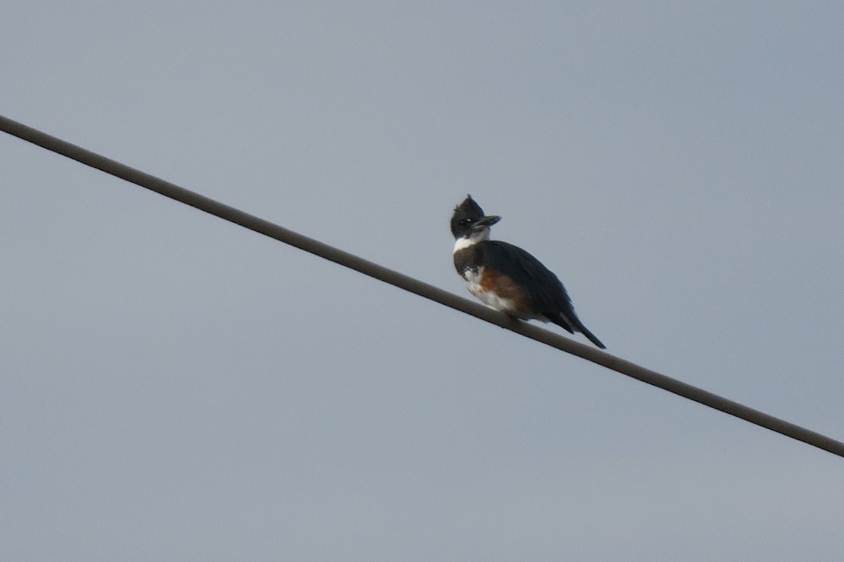 Belted Kingfisher - ML609272481