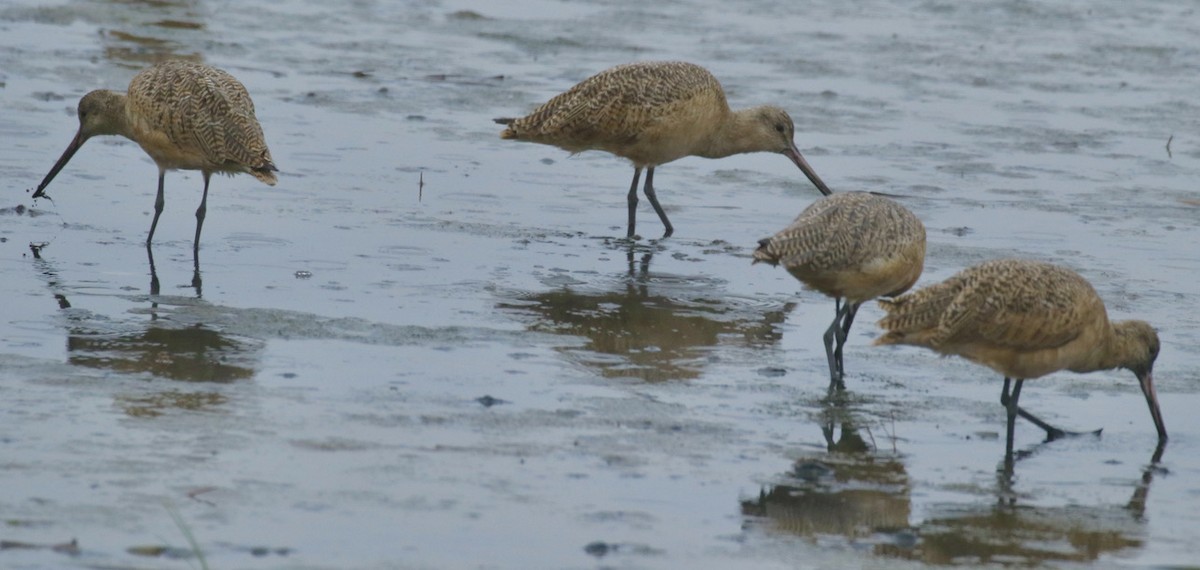 eBird Checklist 25 Sep 2023 King Salmon Rd Eureka, CA 1 species