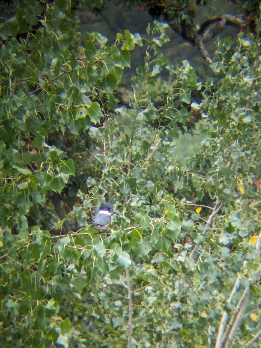 Belted Kingfisher - ML609272734