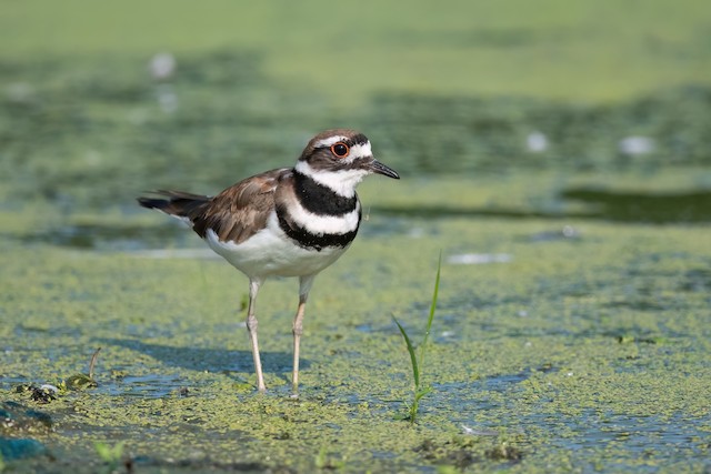 Killdeer