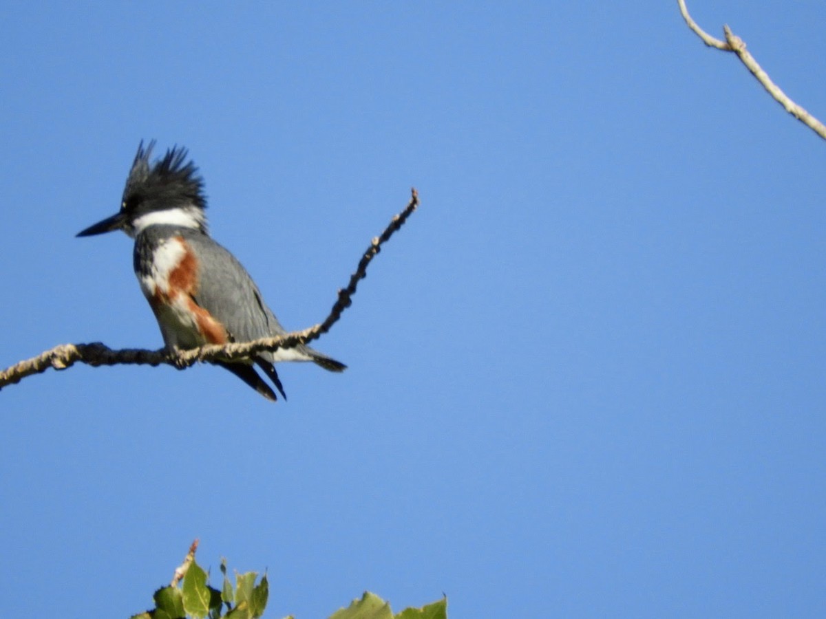 Belted Kingfisher - ML609272781