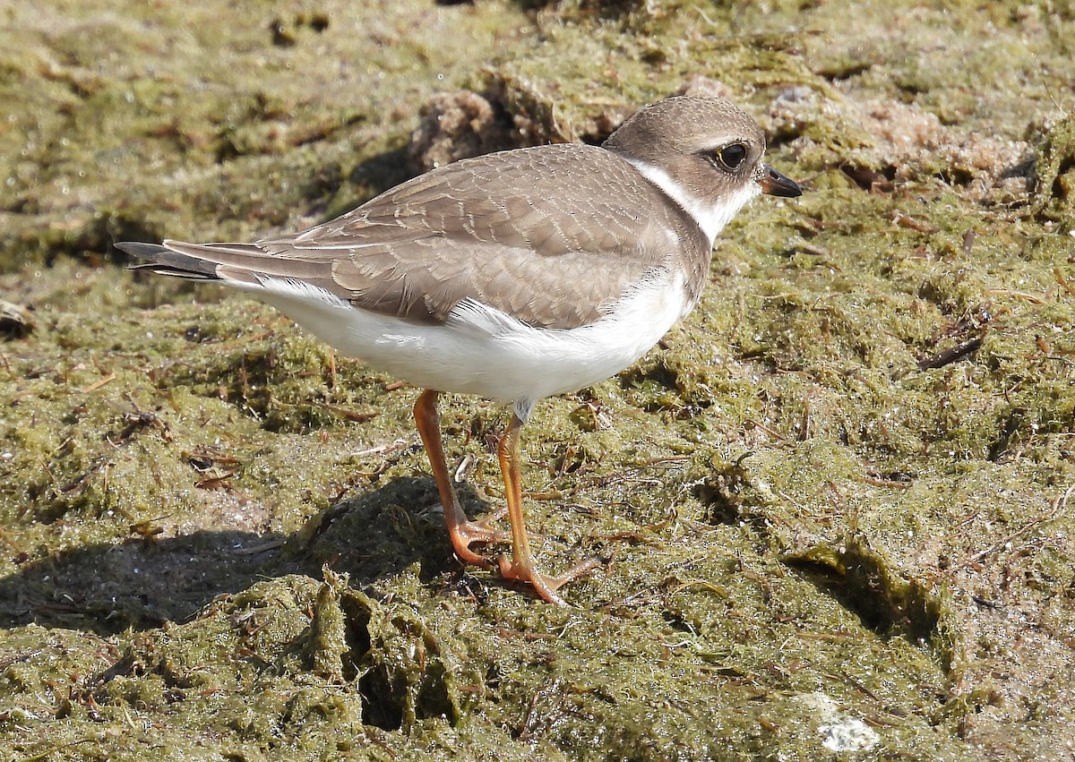 Semipalmated Plover - ML609272791