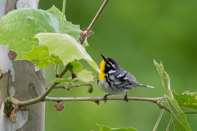 Yellow-throated Warbler