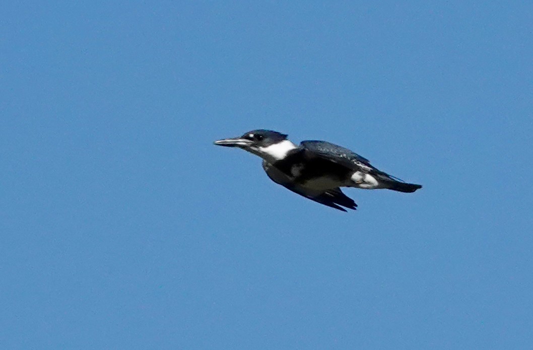 Belted Kingfisher - ML609273135