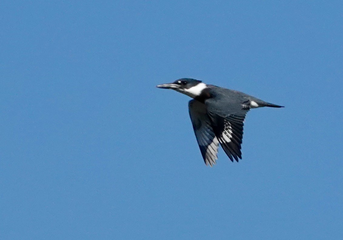 Belted Kingfisher - ML609273136