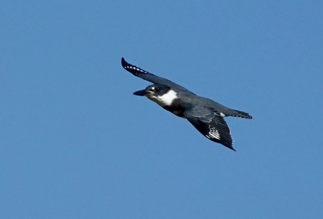 Belted Kingfisher - ML609273137