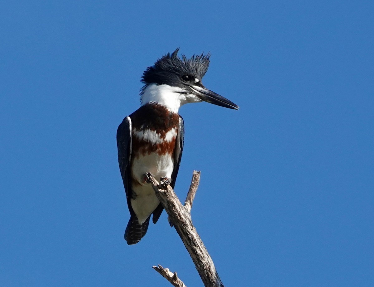 Belted Kingfisher - ML609273138