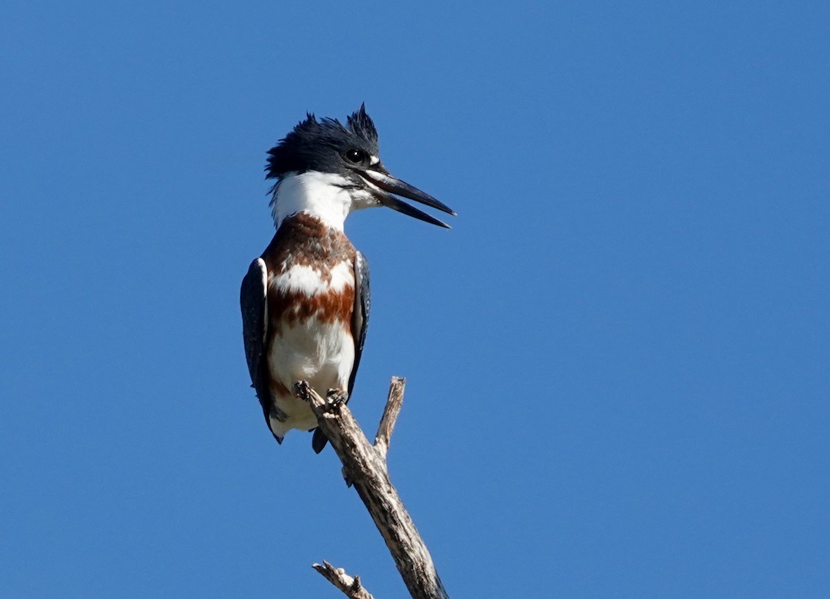 Belted Kingfisher - ML609273139