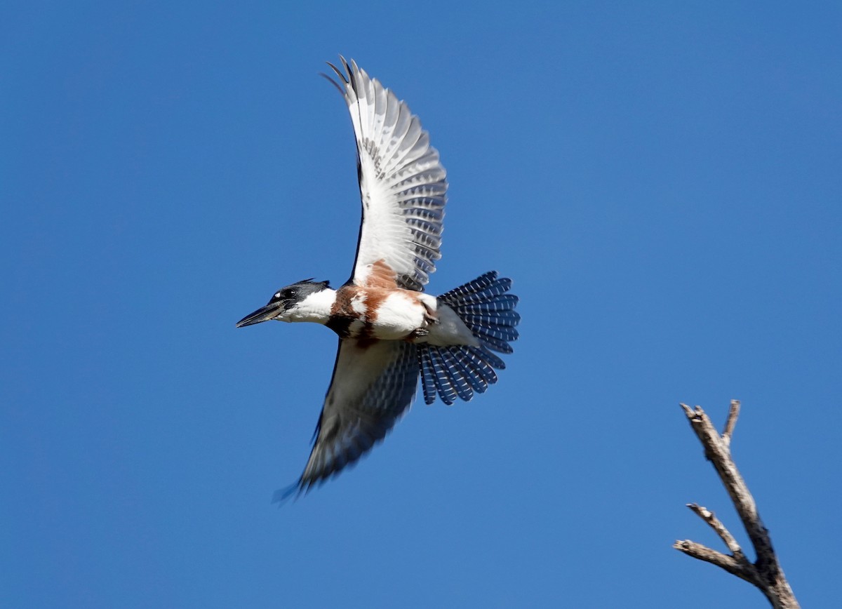 Belted Kingfisher - ML609273141