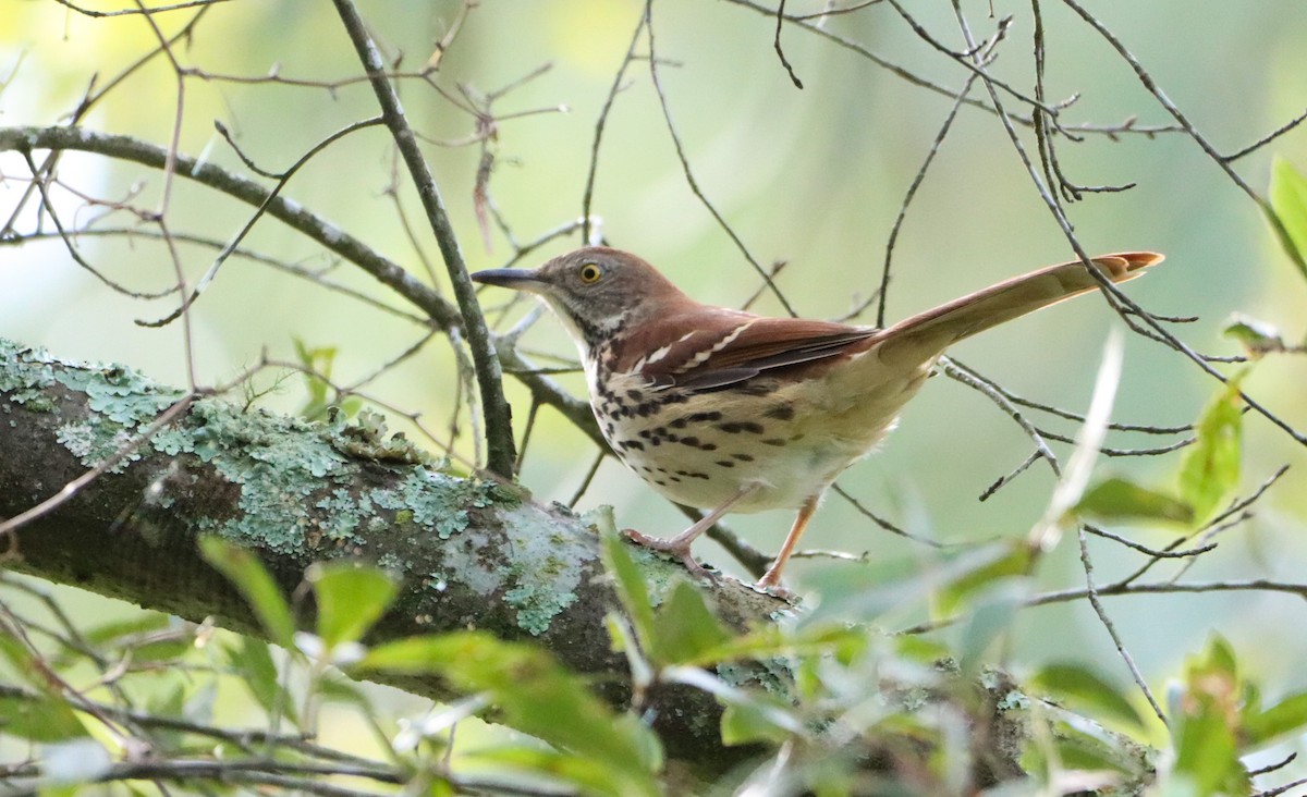 Brown Thrasher - ML609273156