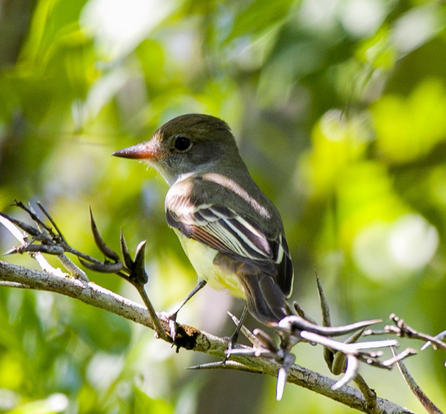 Great Crested Flycatcher - ML609273259