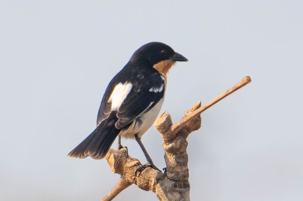 White-rumped Tanager - ML609273520