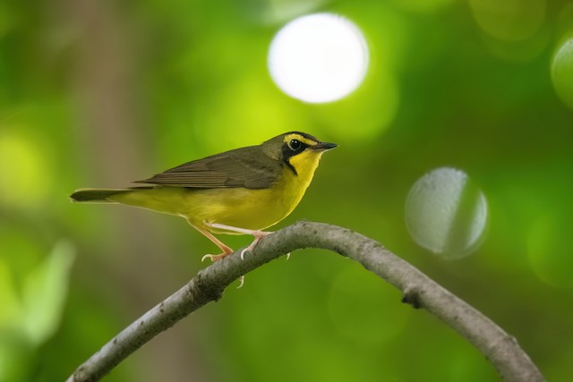 Kentucky Warbler