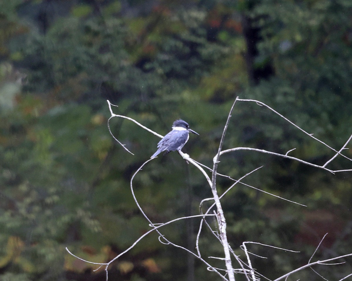 Belted Kingfisher - ML609273824