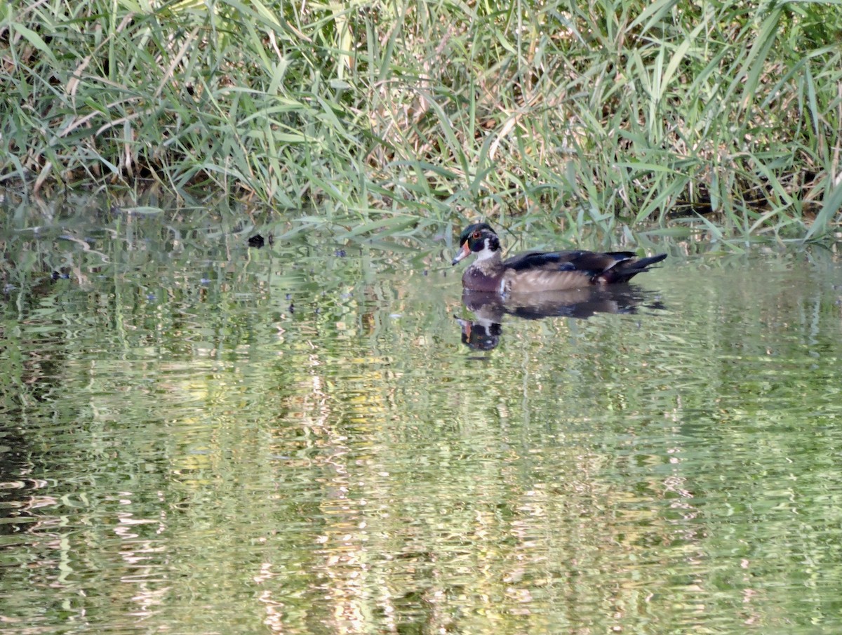 Wood Duck - ML609273927