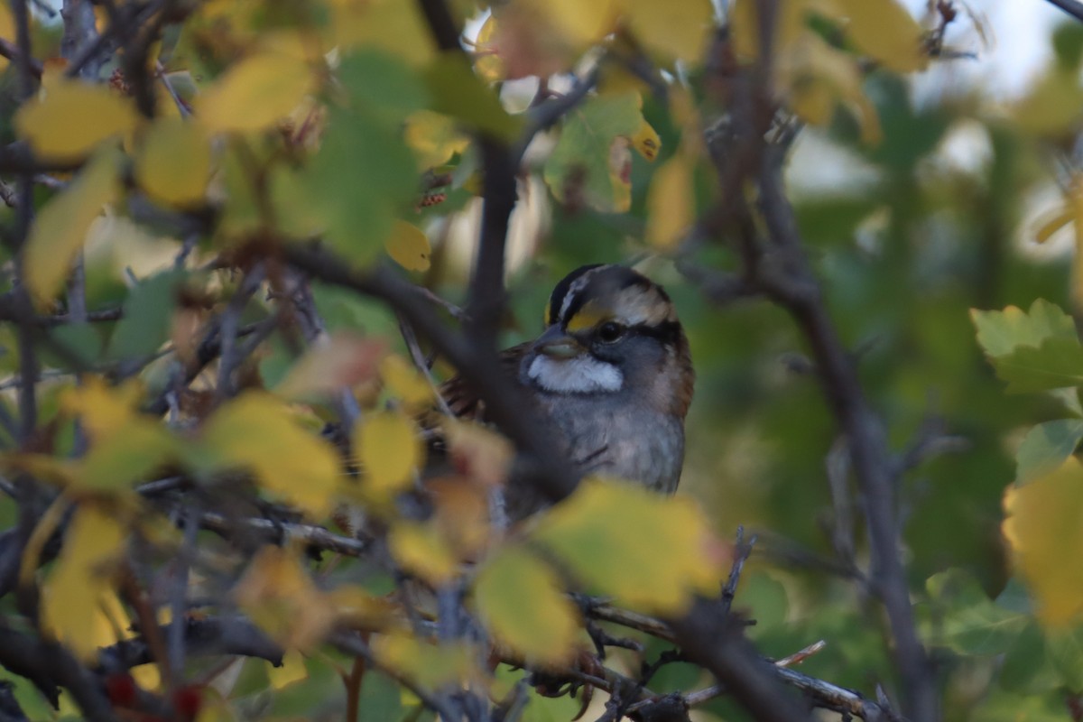 White-throated Sparrow - ML609274064
