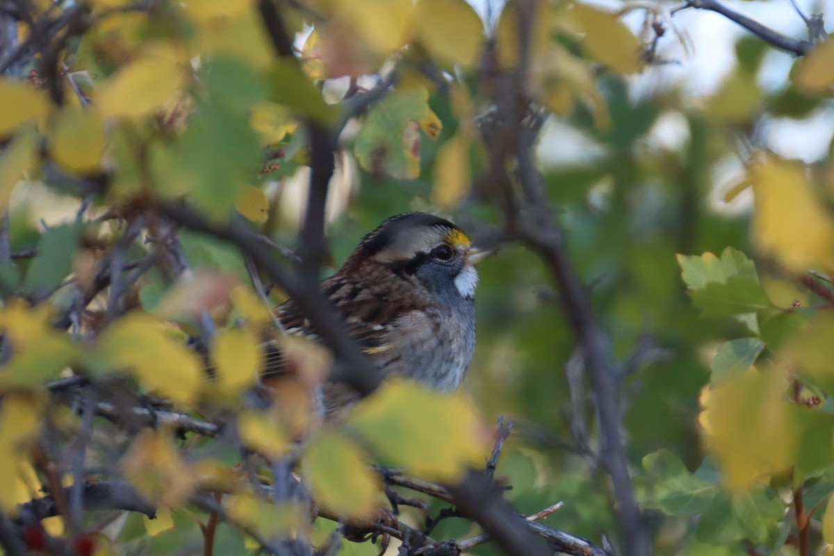 White-throated Sparrow - ML609274066