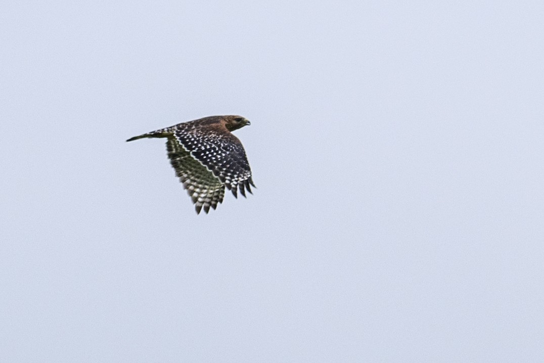 Red-shouldered Hawk (lineatus Group) - ML609274222