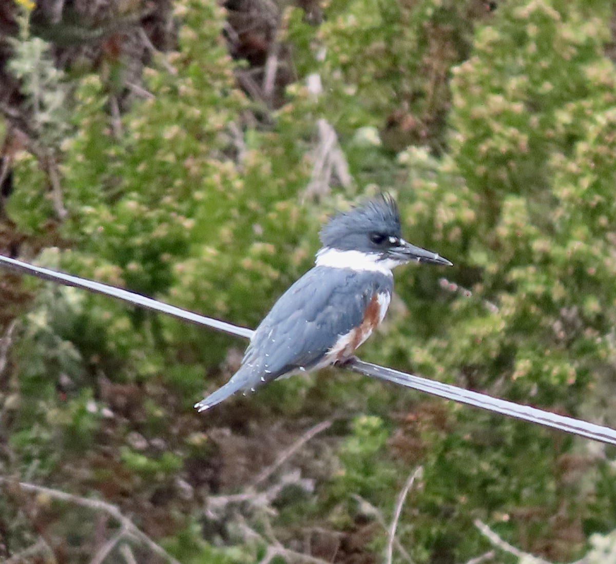 Belted Kingfisher - ML609274313