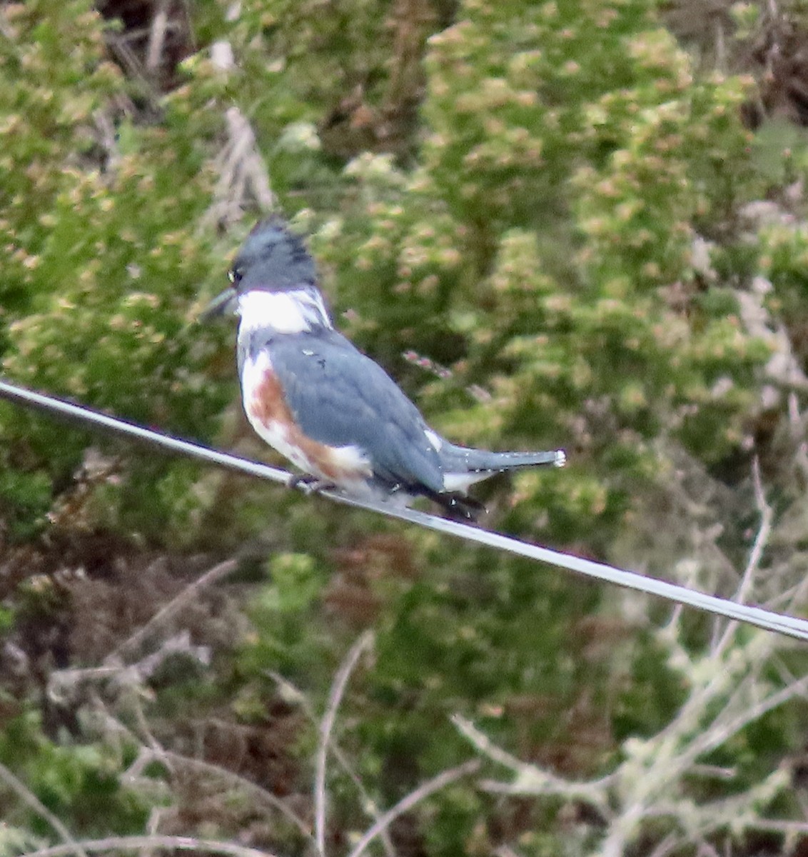 Belted Kingfisher - ML609274314