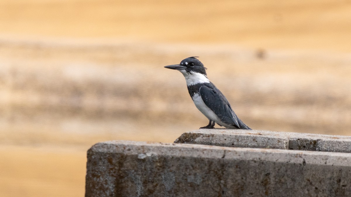 Belted Kingfisher - ML609274332