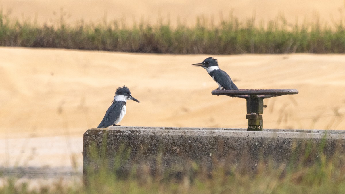 Belted Kingfisher - ML609274333