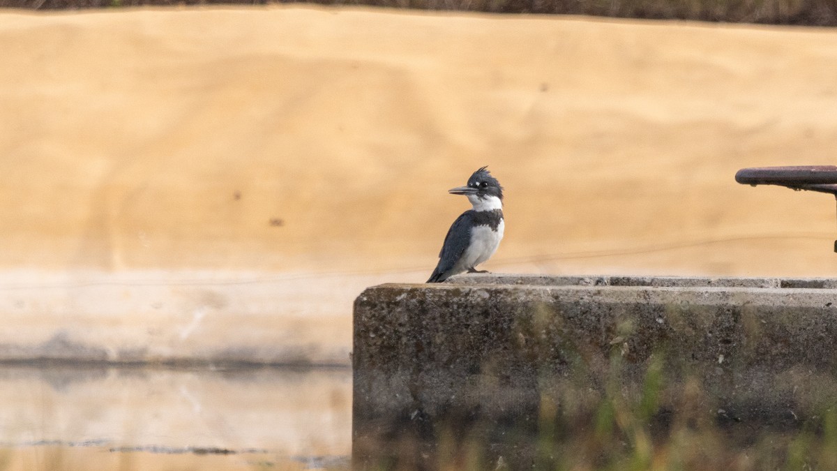 Belted Kingfisher - ML609274334