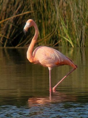 Amerika Flamingosu - ML609274440