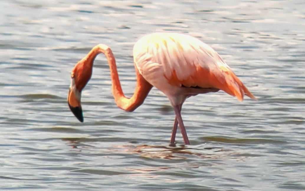 American Flamingo - ML609274443