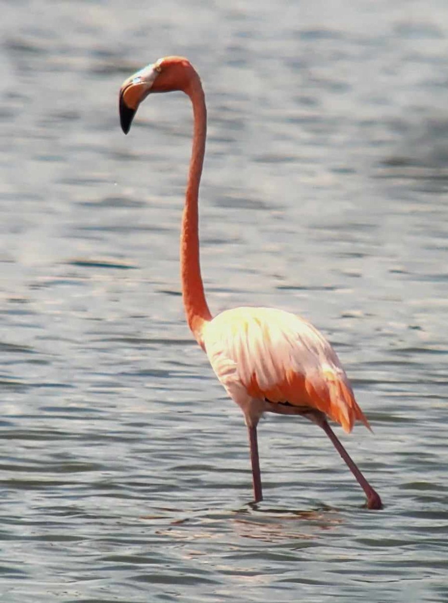 Amerika Flamingosu - ML609274444