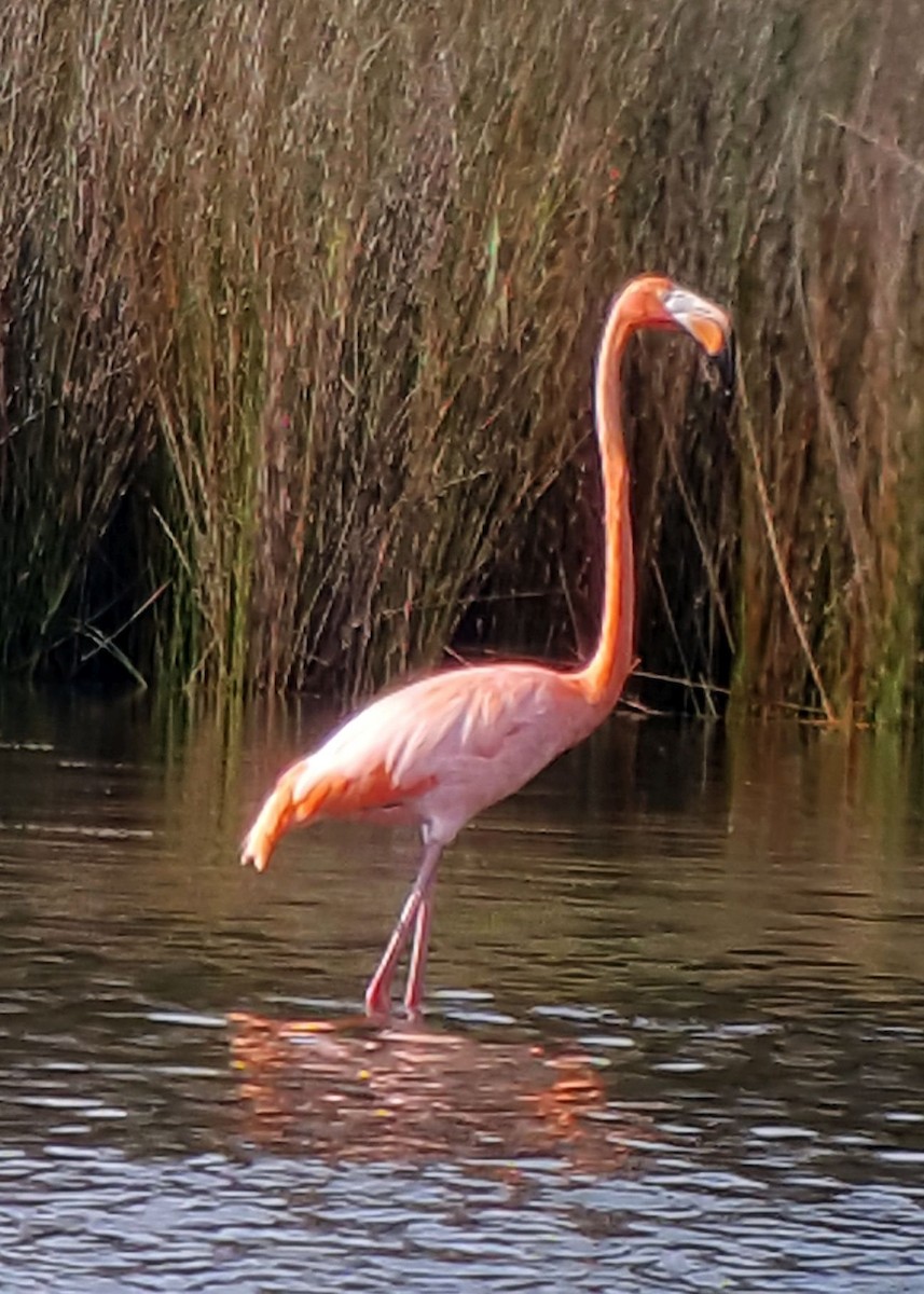 Amerika Flamingosu - ML609274451