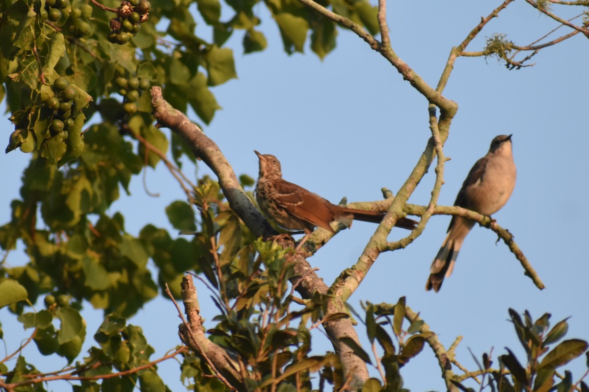 Brown Thrasher - ML609274658