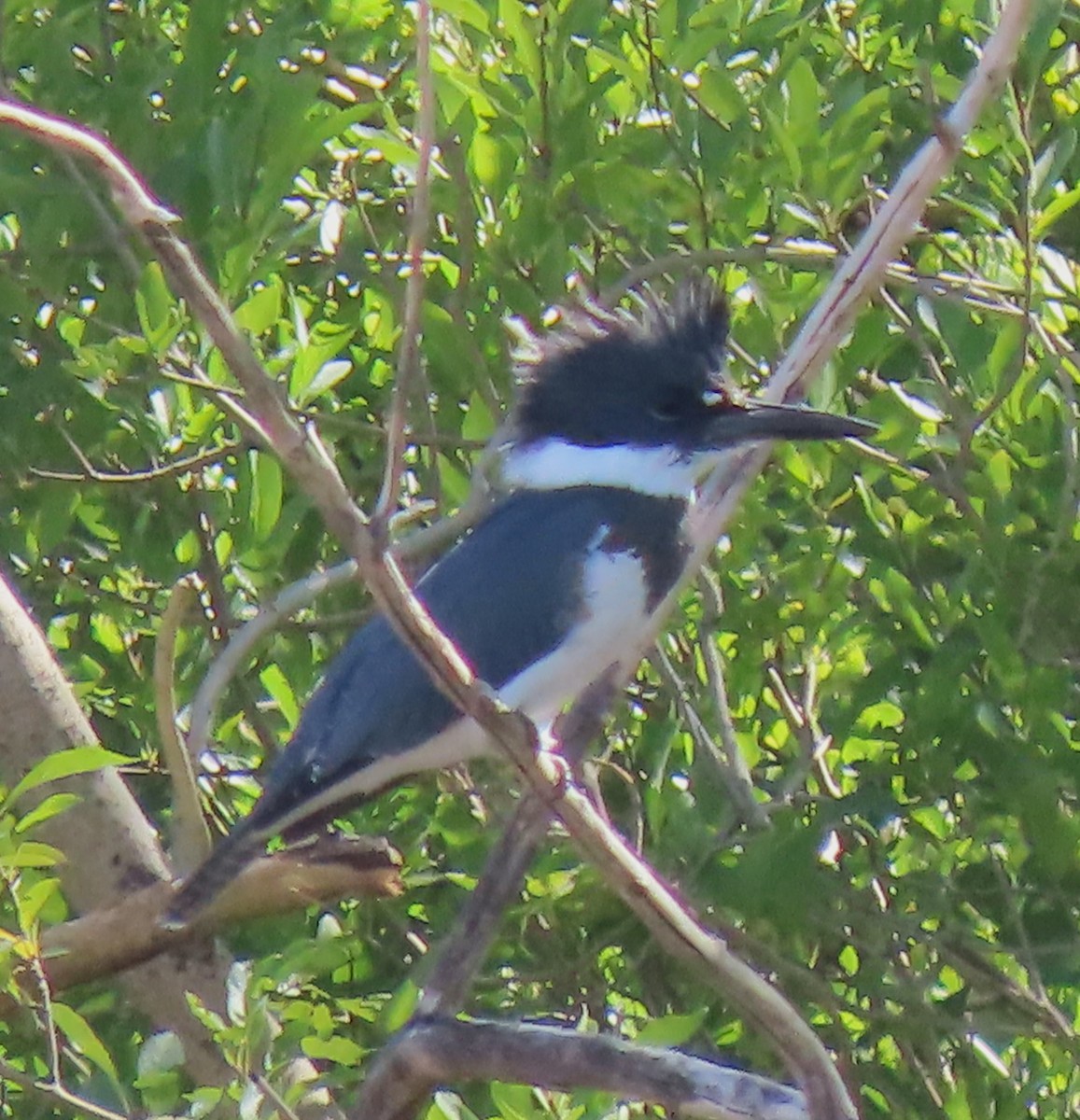 Belted Kingfisher - ML609274863