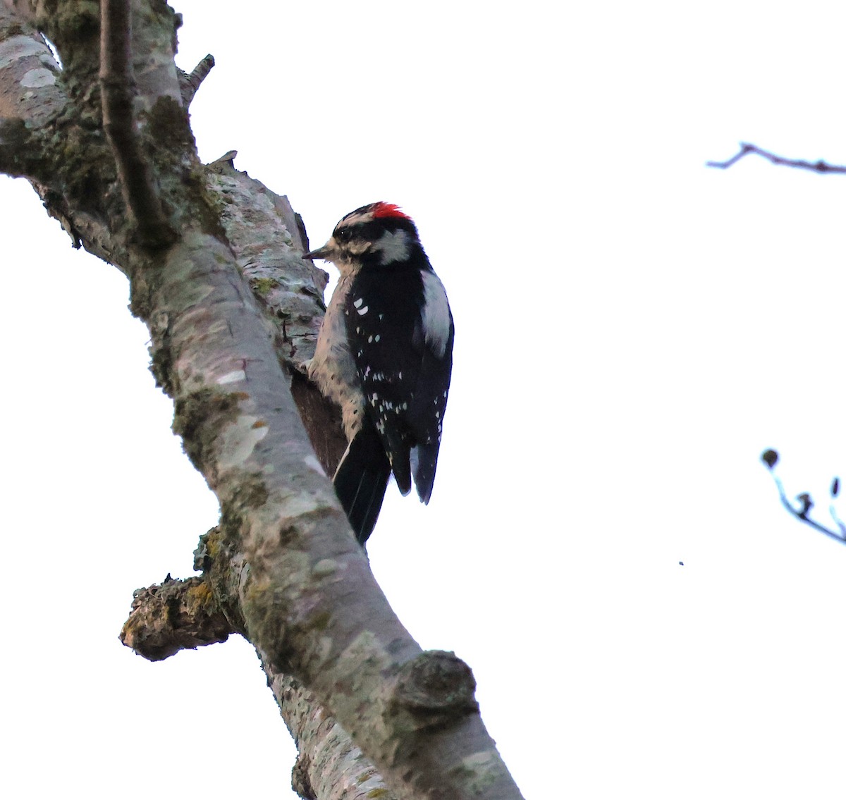 eBird Checklist 22 Sep 2023 Tennant Lake Wildlife Area 5 species