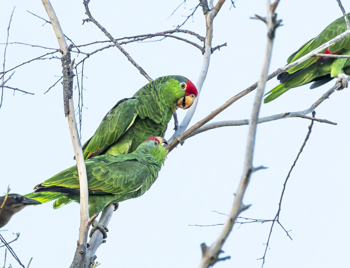 Red-crowned Parrot - ML609275087