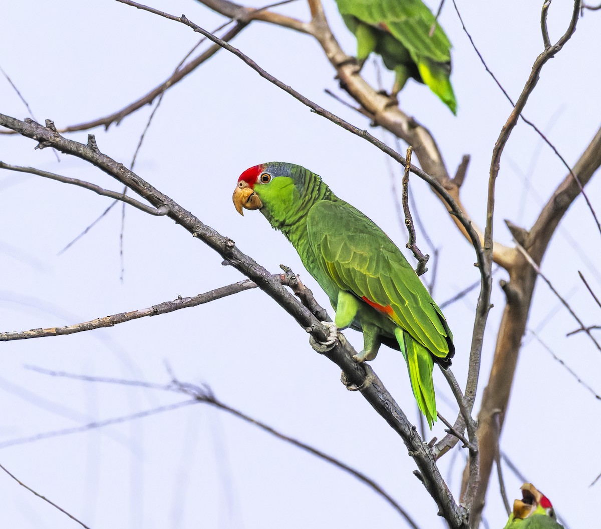 Red-crowned Parrot - ML609275088