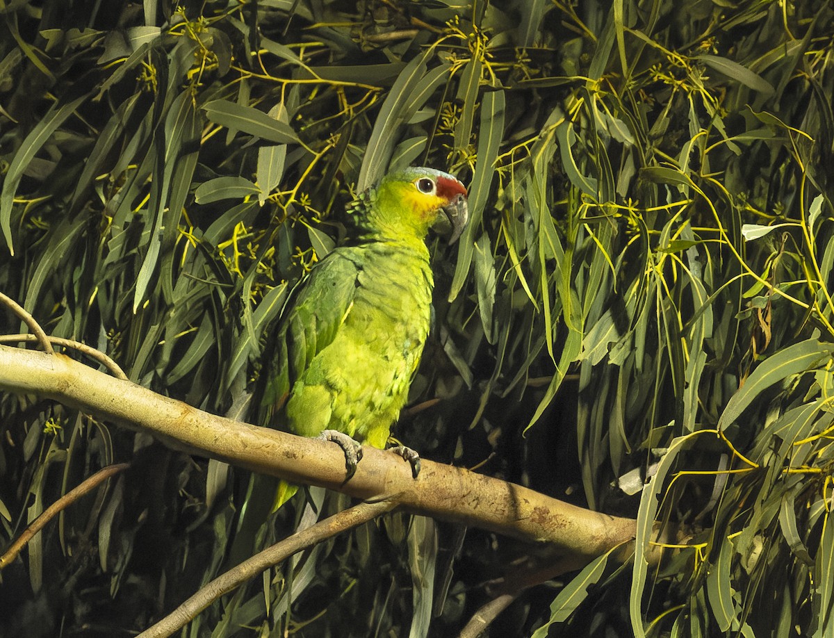 Red-lored Parrot - ML609275096