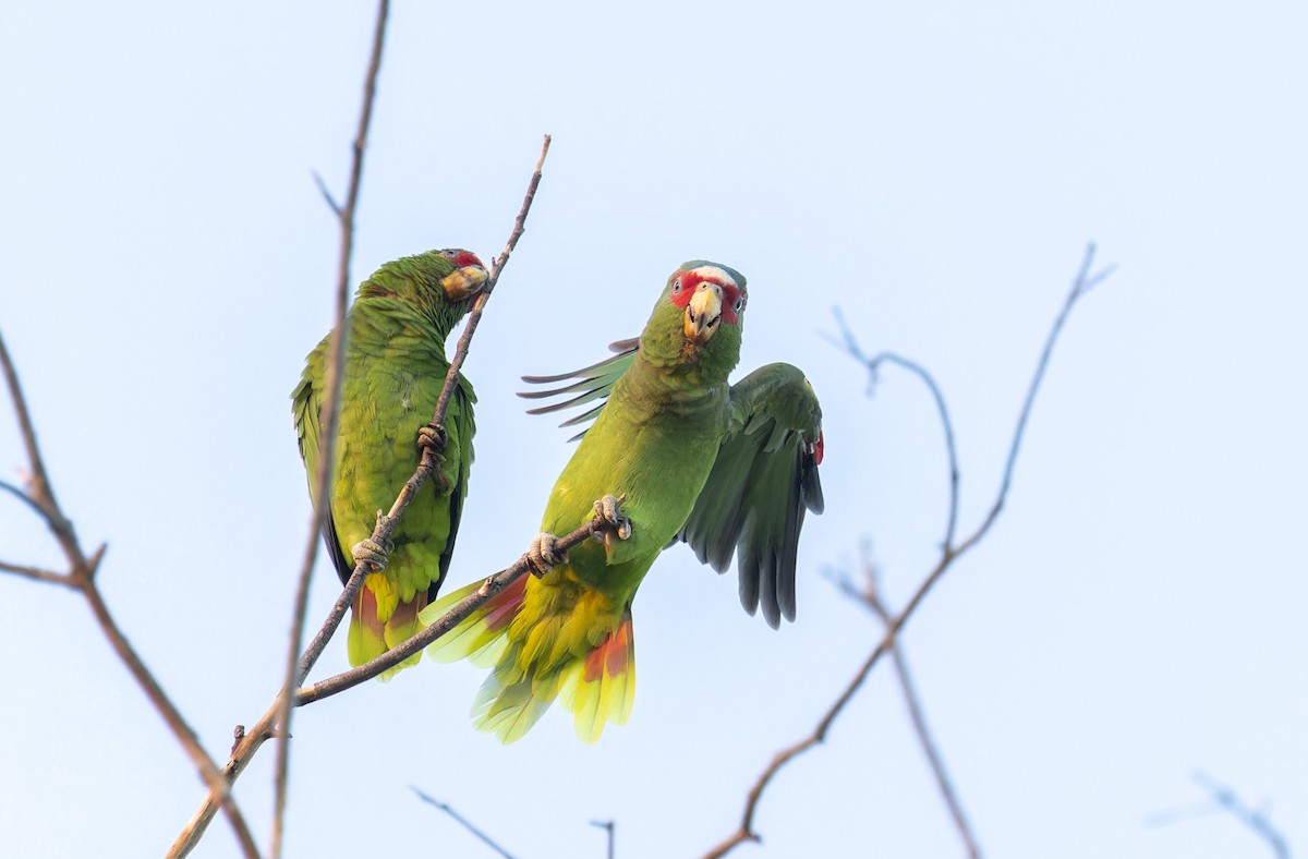 White-fronted Parrot - ML609275101