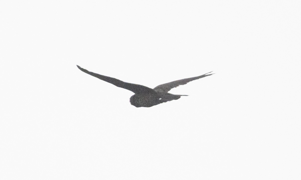 Band-tailed Nighthawk (latifascia) - ML609275193