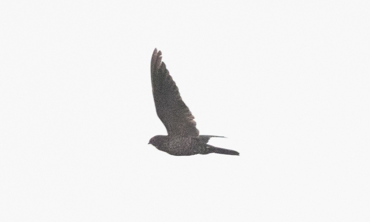 Band-tailed Nighthawk (latifascia) - ML609275195