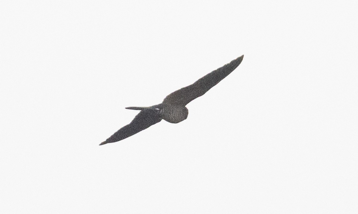Bindenschwanz-Nachtschwalbe (latifascia) - ML609275196