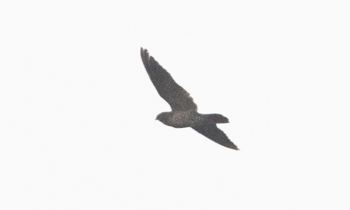 Band-tailed Nighthawk (latifascia) - ML609275197