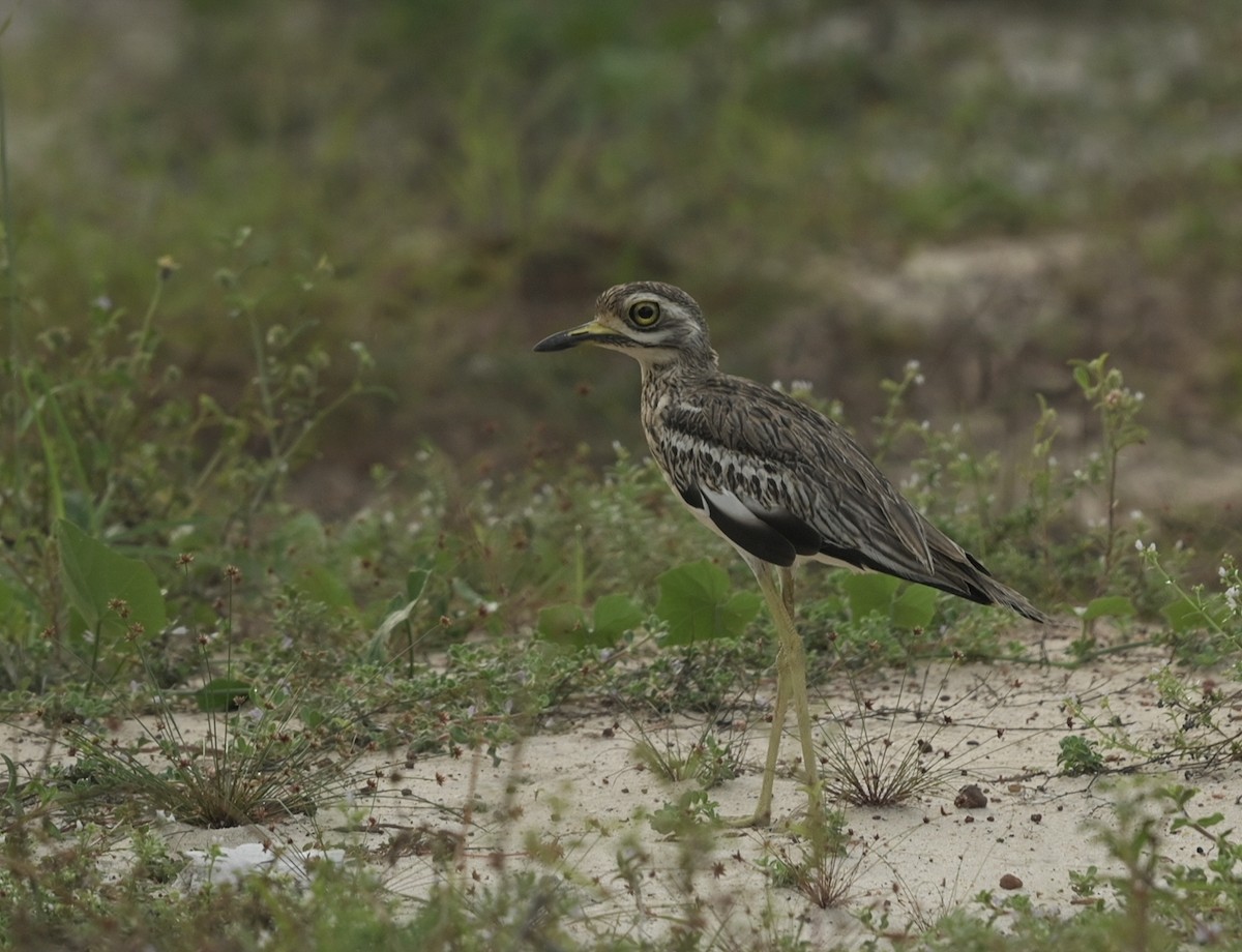 Indian Thick-knee - ML609275276