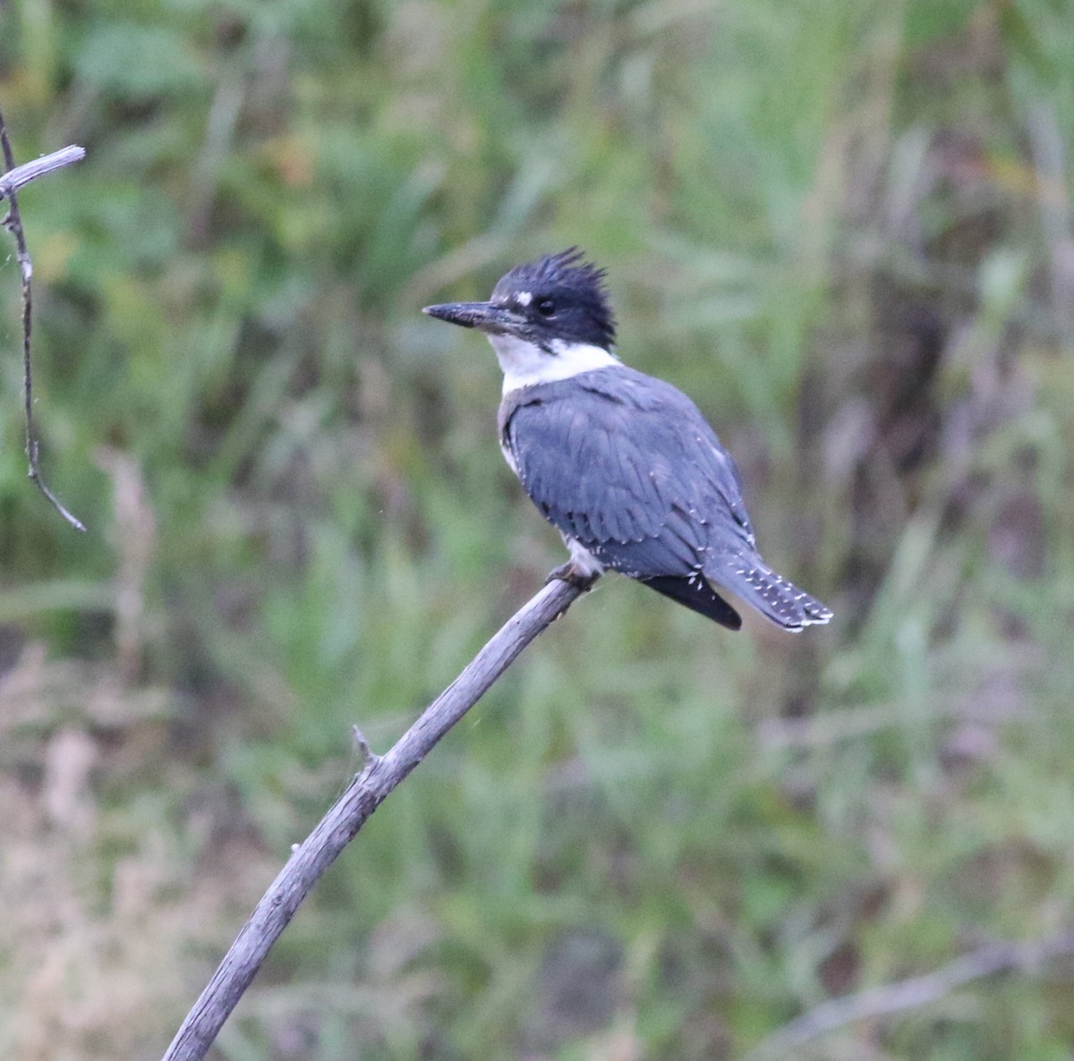 Belted Kingfisher - ML609275400