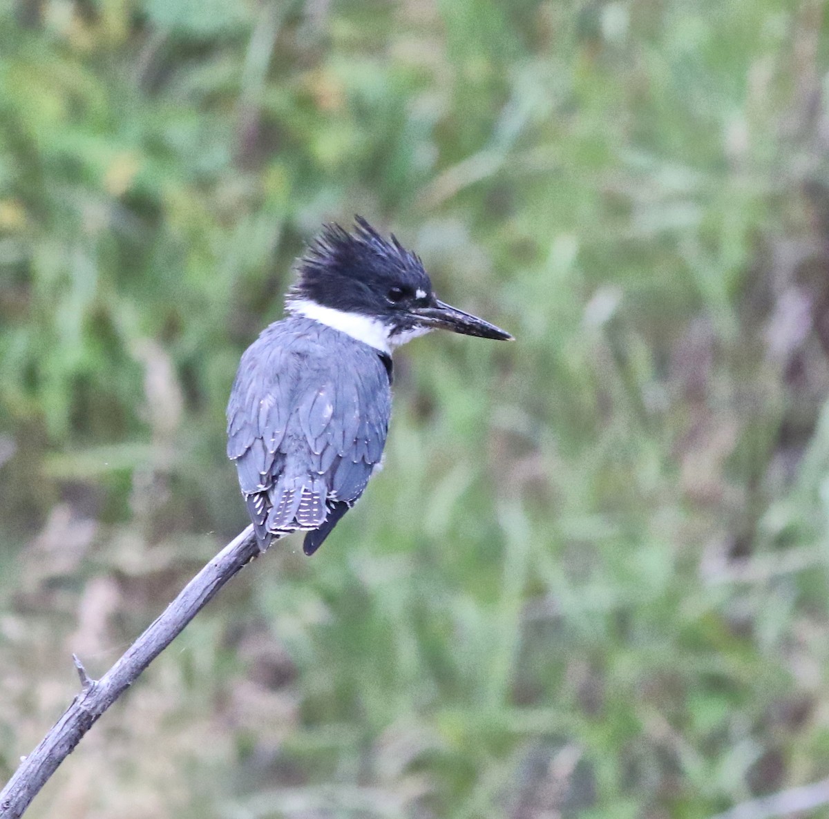Belted Kingfisher - ML609275401
