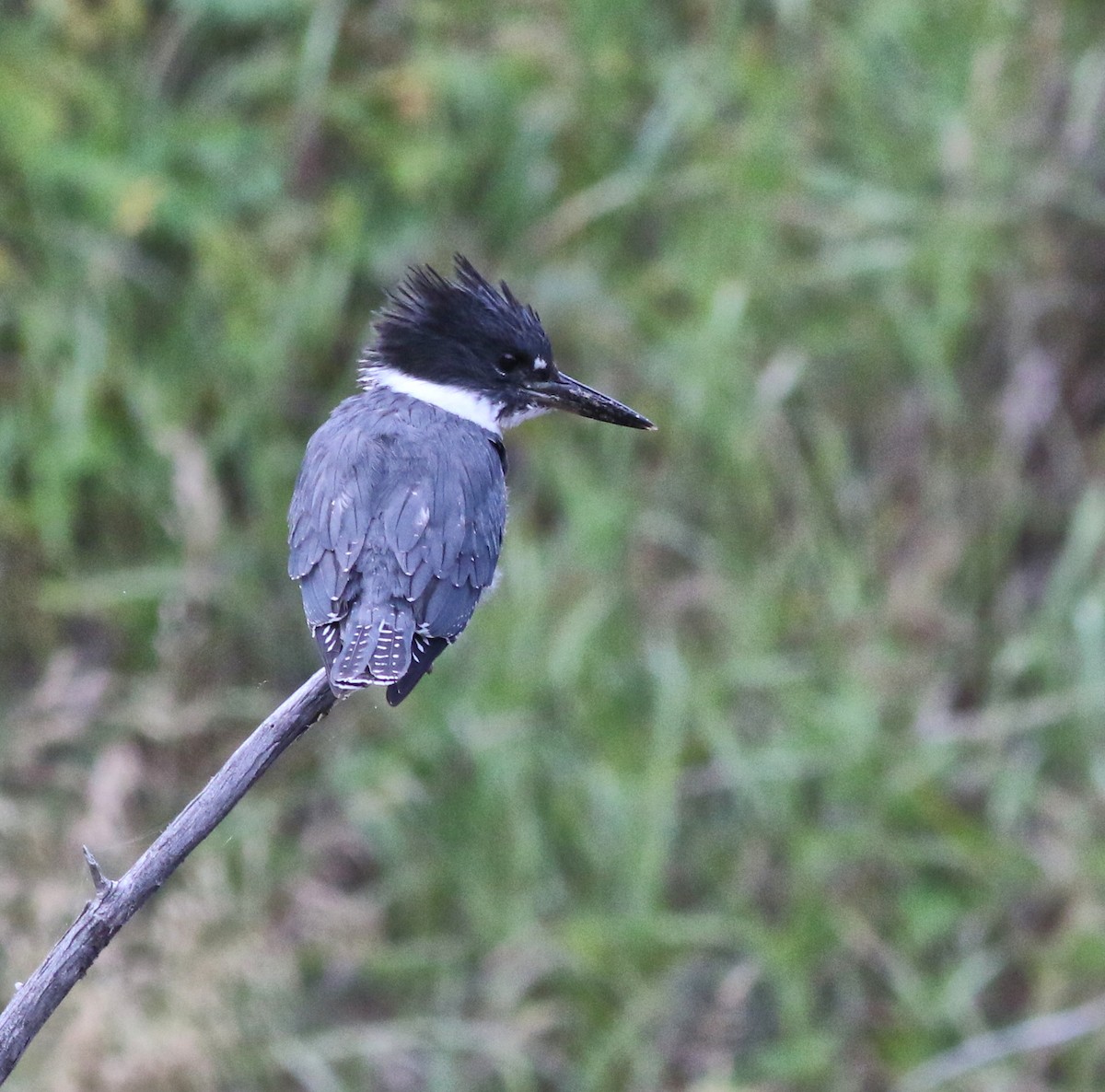 Belted Kingfisher - ML609275402