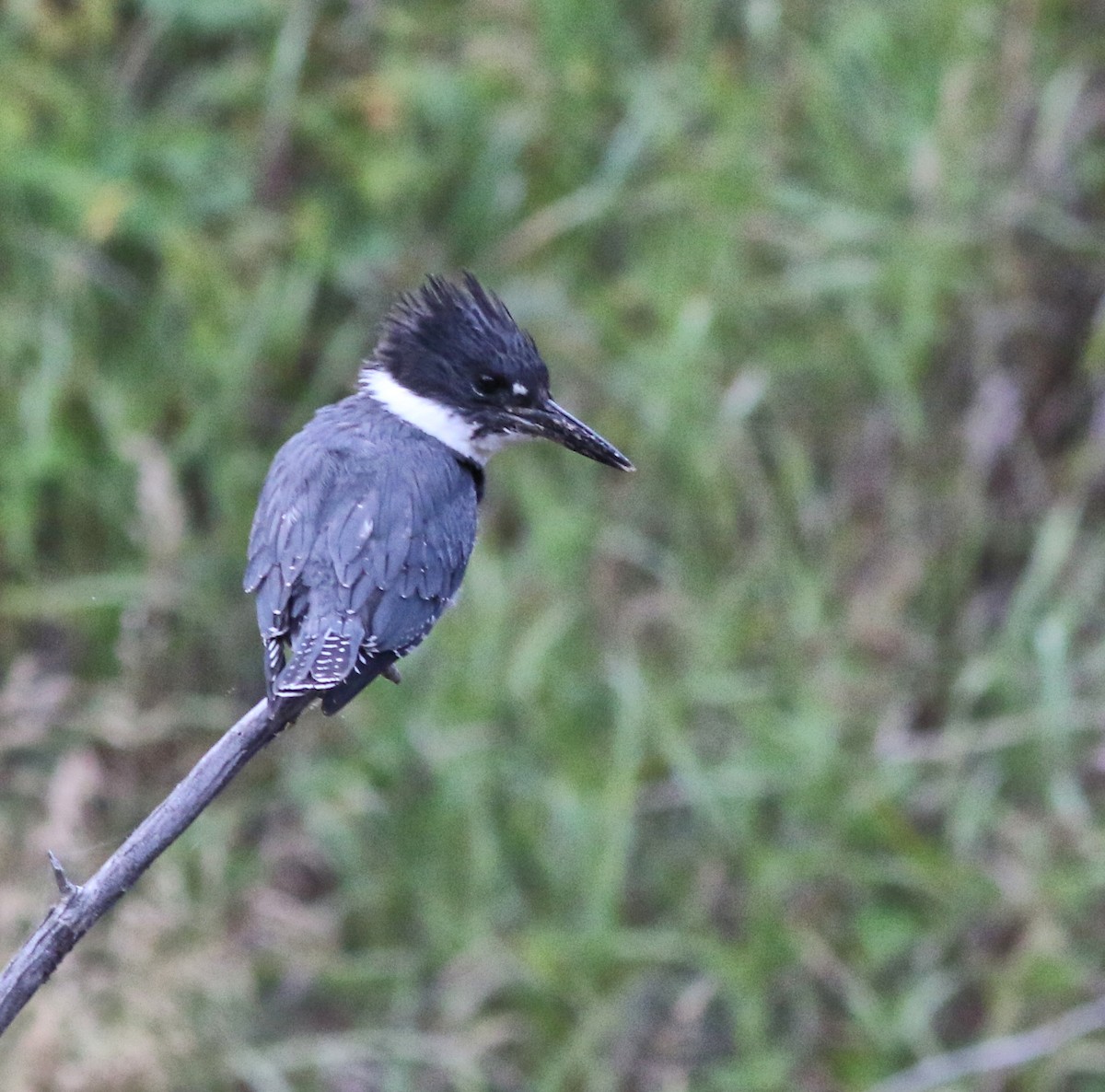 Belted Kingfisher - ML609275403