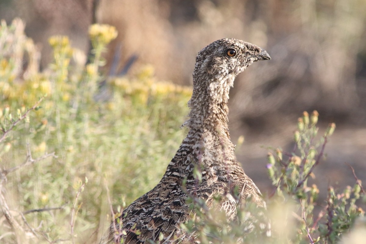 Greater Sage-Grouse - ML609275447