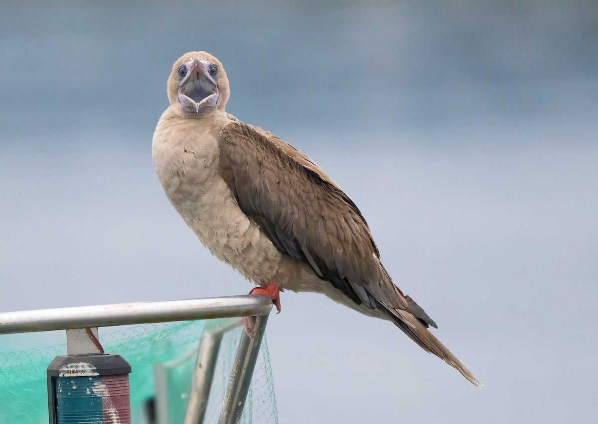 Red-footed Booby - ML609275474